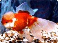 ORANDA - RED WHITE - 4-5 INCH